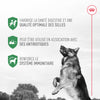 Probiotiques pour la santé digestive et immunitaire - Pour Chiens image 4