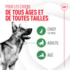 Probiotiques pour la santé digestive et immunitaire - Pour Chiens image 7