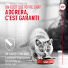 Probiotiques pour la santé digestive et immunitaire - Pour Chats image 6