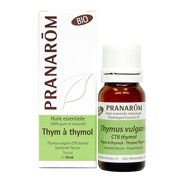 Thym à thymol