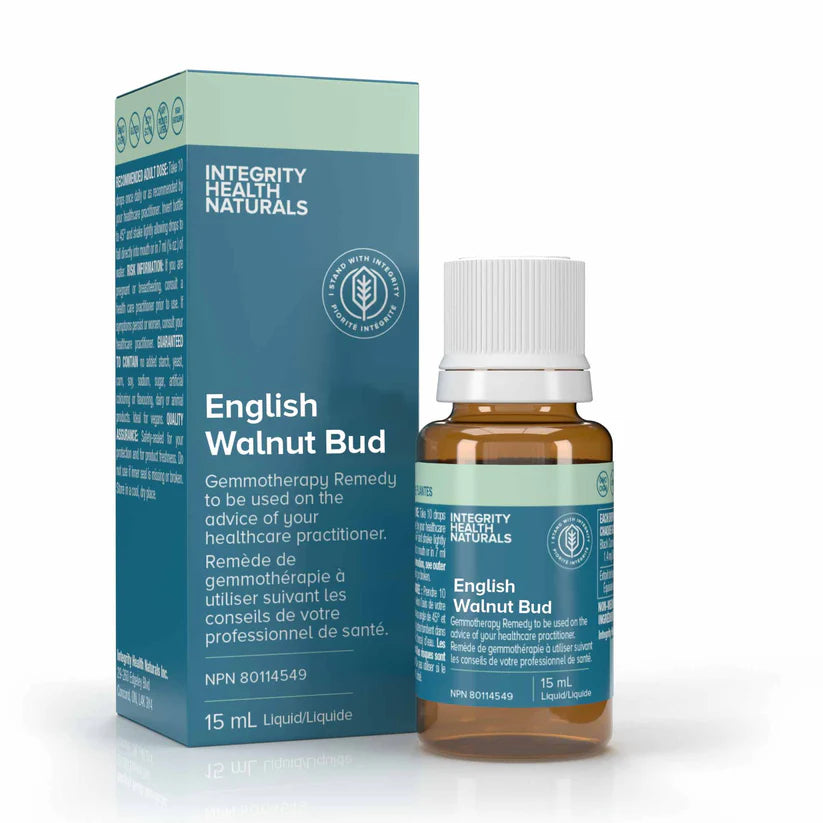 English Walnut Bud - Juglans Regia