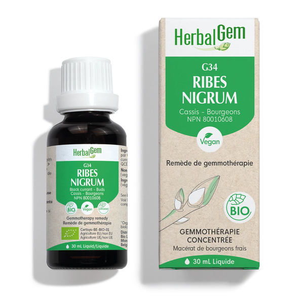 Ribes Nigrum - blackcurrant - G34