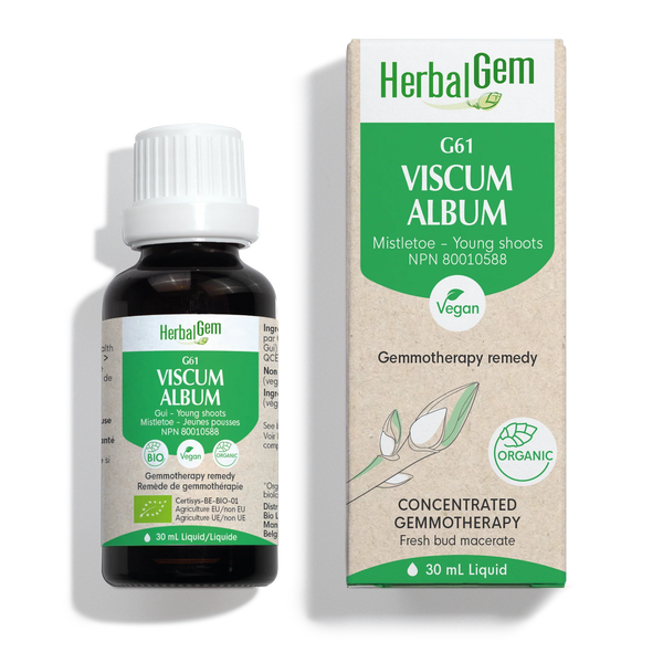 Viscum album - G61 - mistletoe