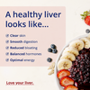 Healthy Liver image 3