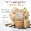 Crinière de lion - Lion's mane image 3