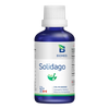 Solidago image 1