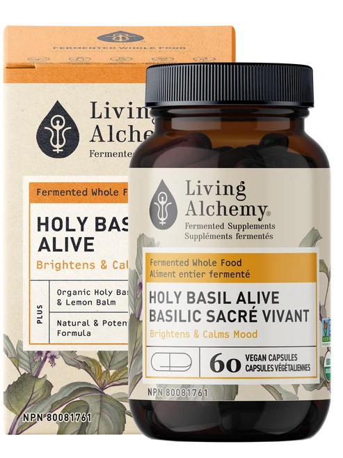 Living Holy Basil