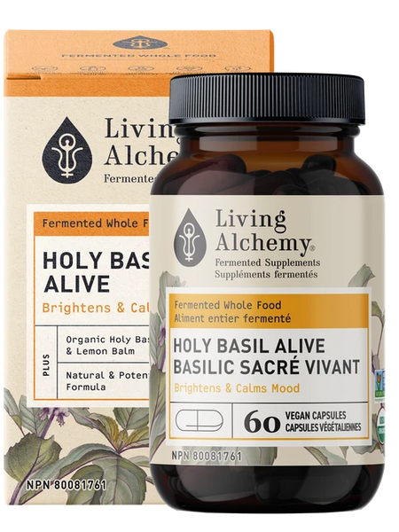 Living Holy Basil