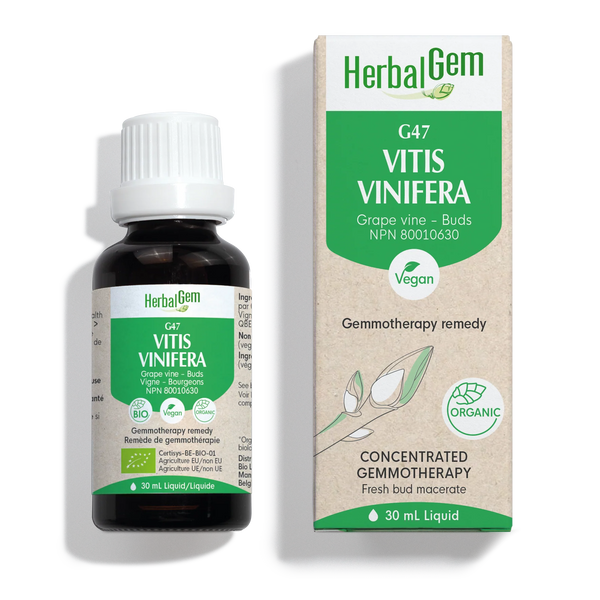Vitis vinifera - G47 - vine