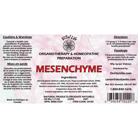 Mesenchyme