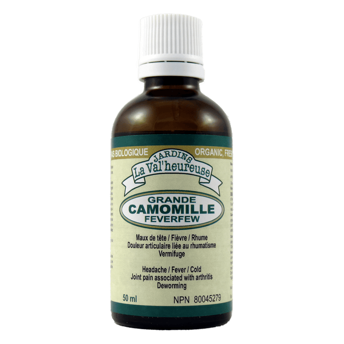 Grande camomille