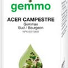 Acer campestre image 1